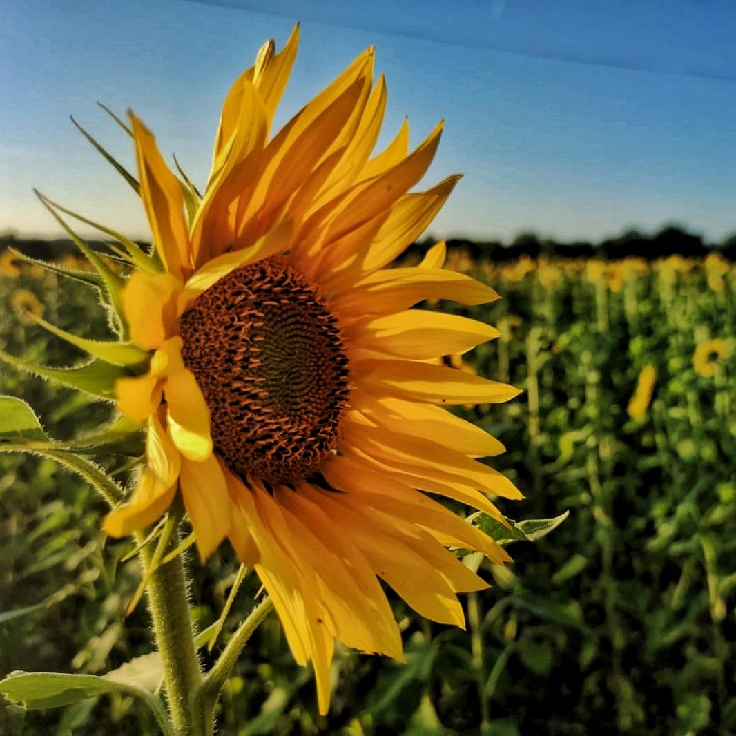 Sunflower Power, Plazac, France